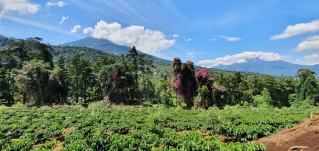 Guatemala Bella Vista - El Magnífico