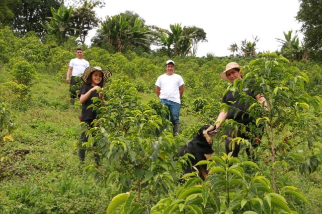 Colombia Carambolo - El Magnífico