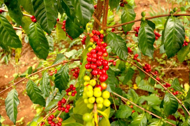 Indonesia Kerinci - El Magnífico