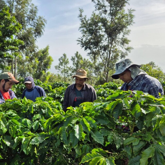 Honduras Osmanthus - El Magnífico