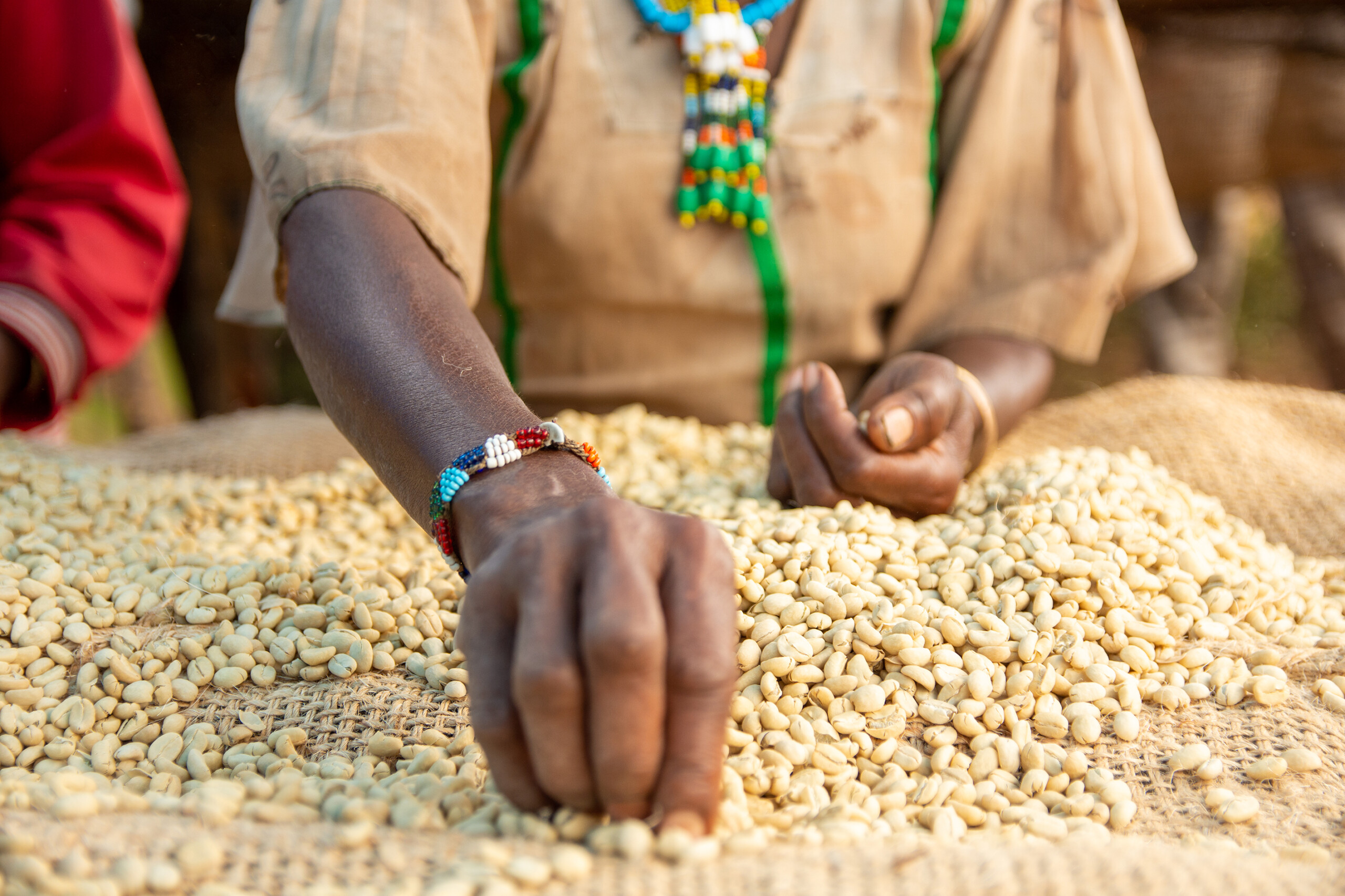 Proceso del café desde la semilla hasta la taza
