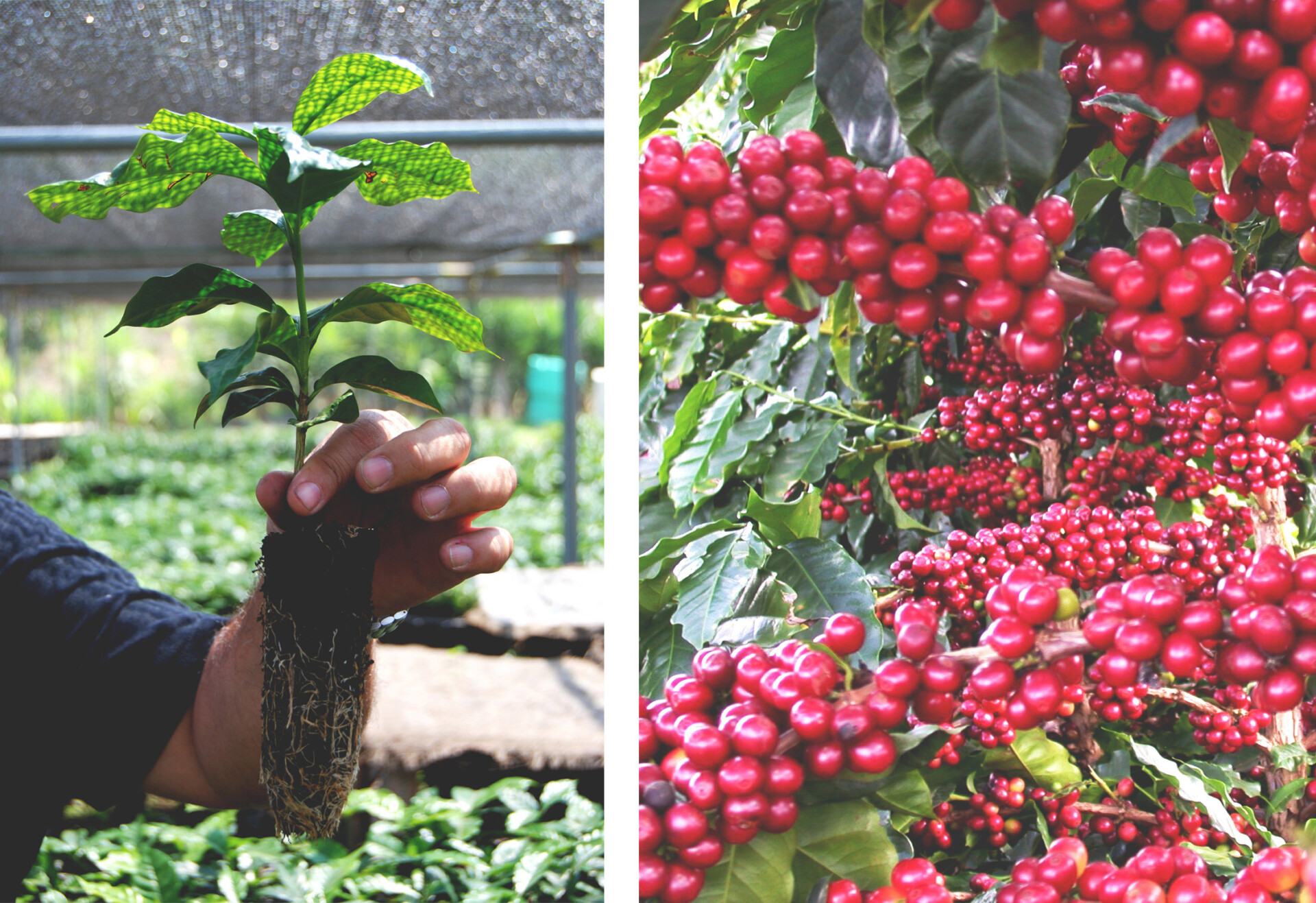 El cafeto o la planta del