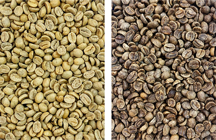 Izquierda: Café en verde, proceso lavado.Derecha: Café verde descafeinado, proceso sugar cane.