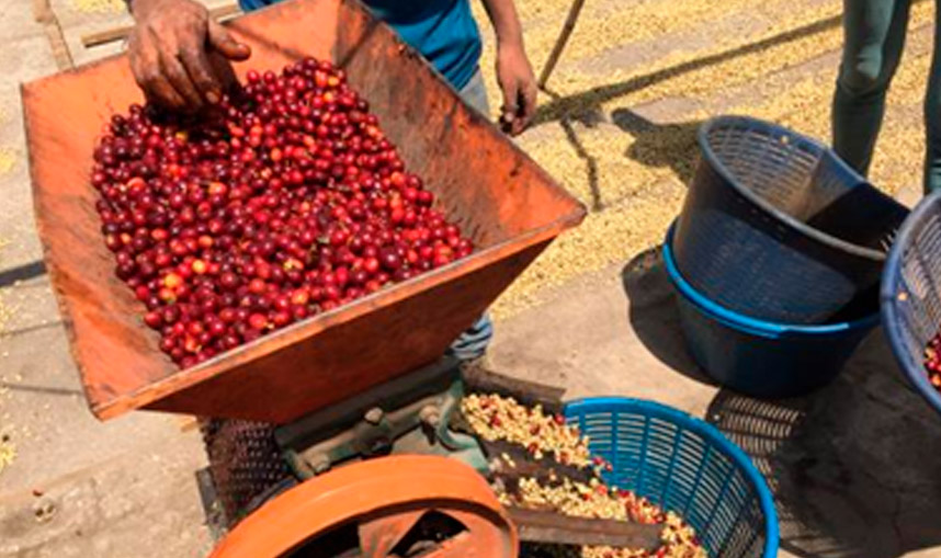 Los procesos del café | Cafés El Magnífico