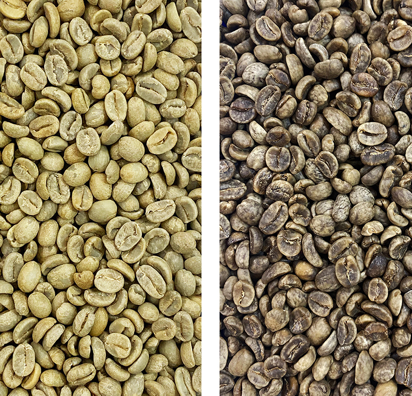 Izquierda: Café en verde, proceso lavado. Derecha: Café verde descafeinado, proceso sugar cane.