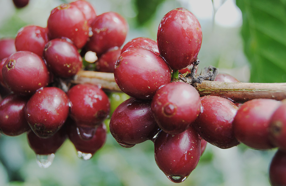 Café Arábica. Cerezas - Arabica coffee | Cafés El Magnífico