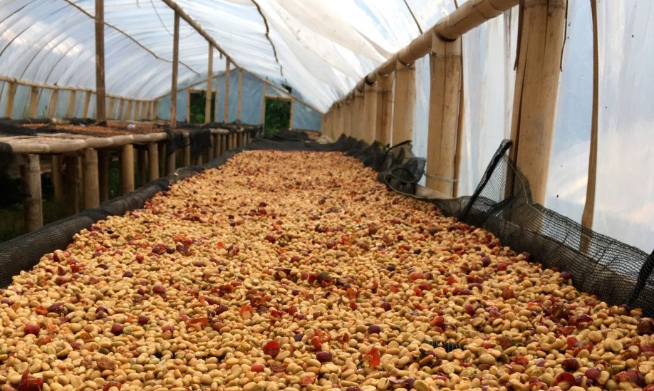 Los procesos del café natural | Cafés El Magnífico