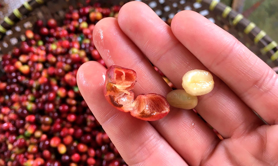 Granos de café