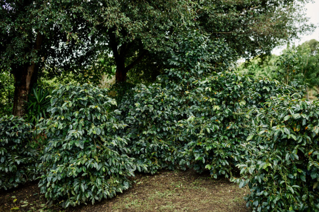 Costa Rica La Florcita - El Magnífico