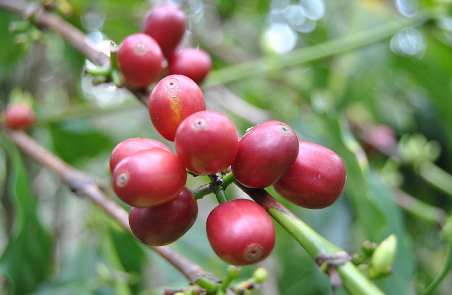 Café Geisha | Cafés El Magnífico