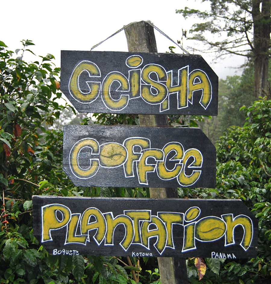 Café Geisha | Cafés El Magnífico