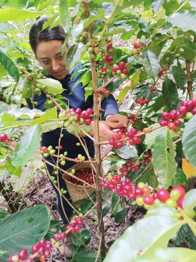 México El Plan y Don Benja - El Magnífico