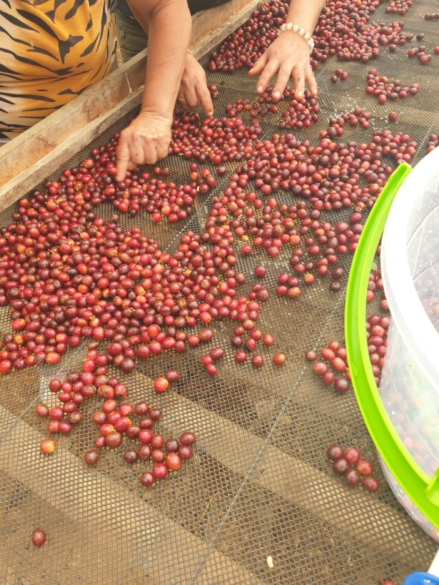 Colombia Pink Ballerina - El Magnífico