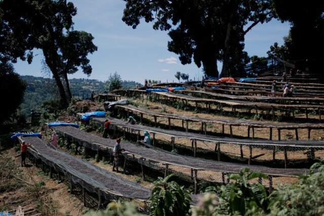 Etiopía Raro Nansebo - El Magnífico