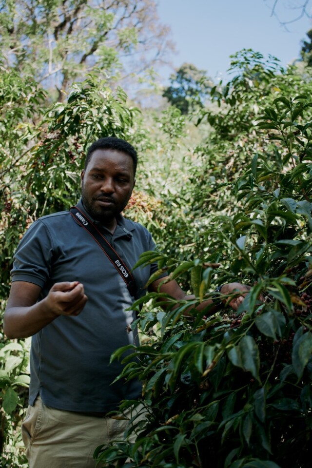 Etiopía Raro Nansebo - El Magnífico