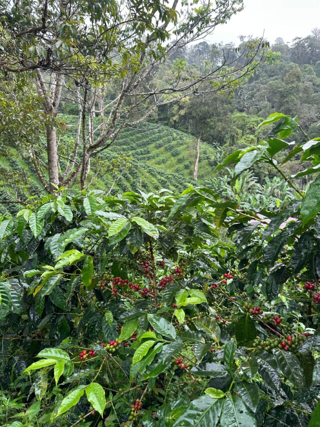 Panamá Hartmann - El Magnífico