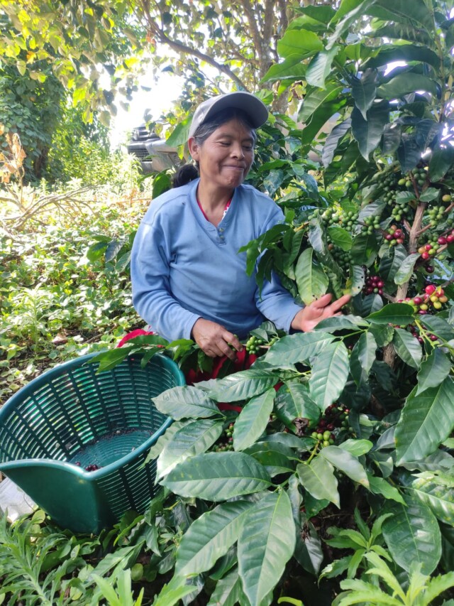 Panamá Kotowa - El Magnífico
