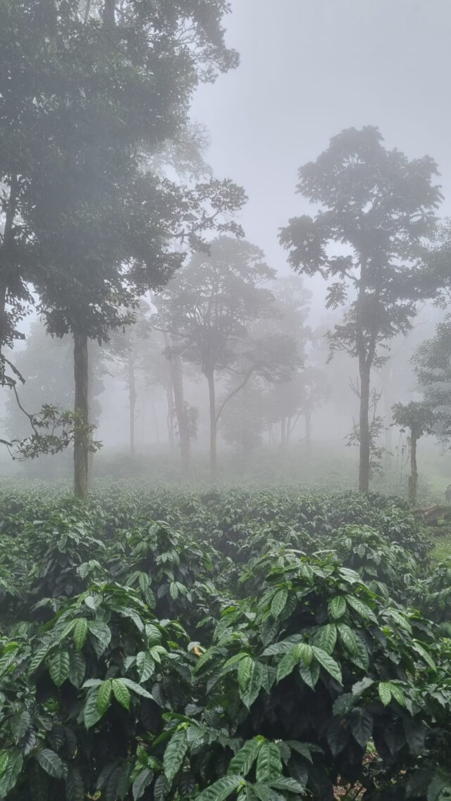 Panamá Kotowa - El Magnífico