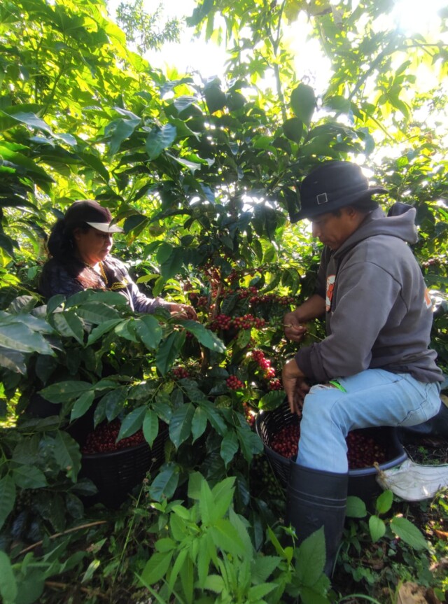 Panamá Kotowa - El Magnífico