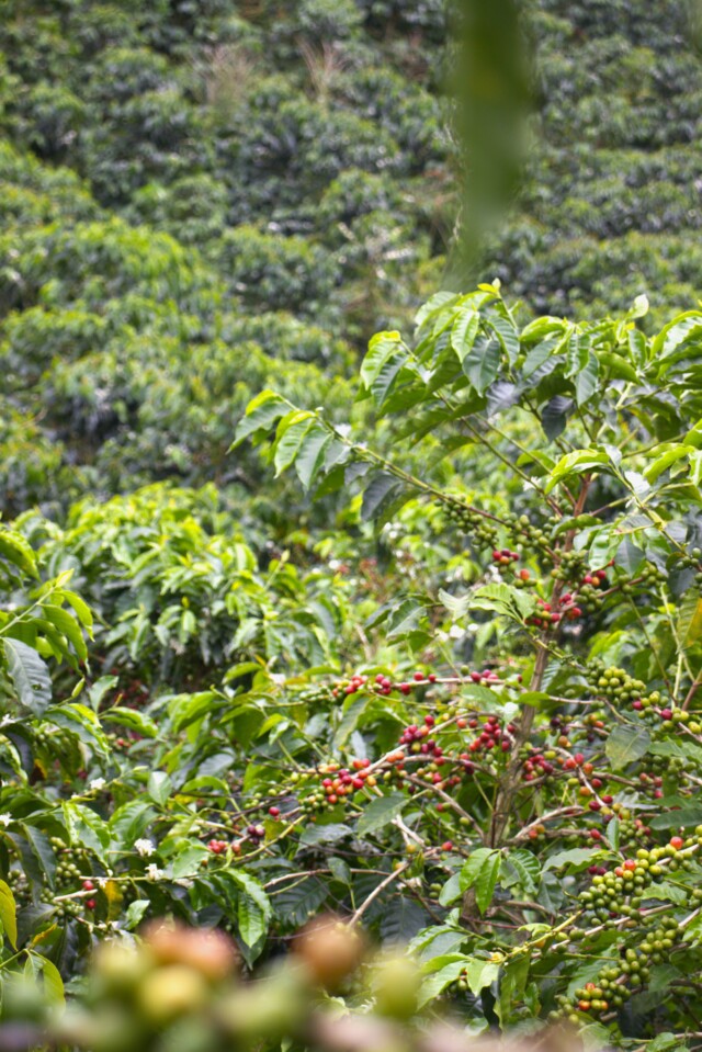 Colombia Casa Negra - El Magnífico