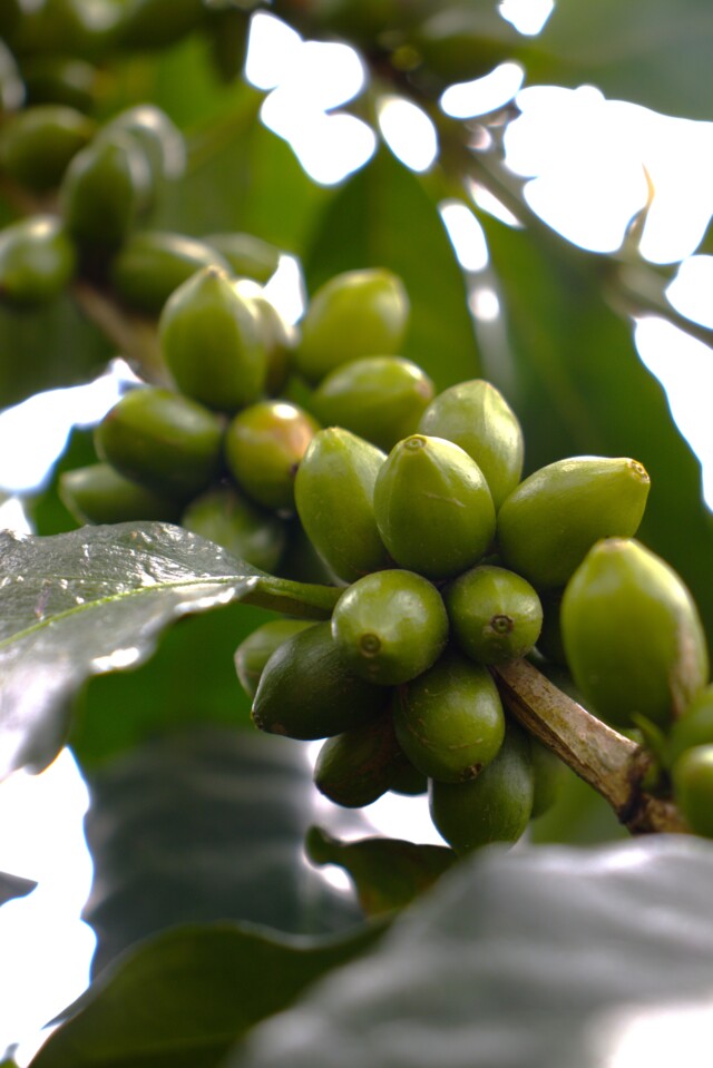 Colombia Casa Negra - El Magnífico