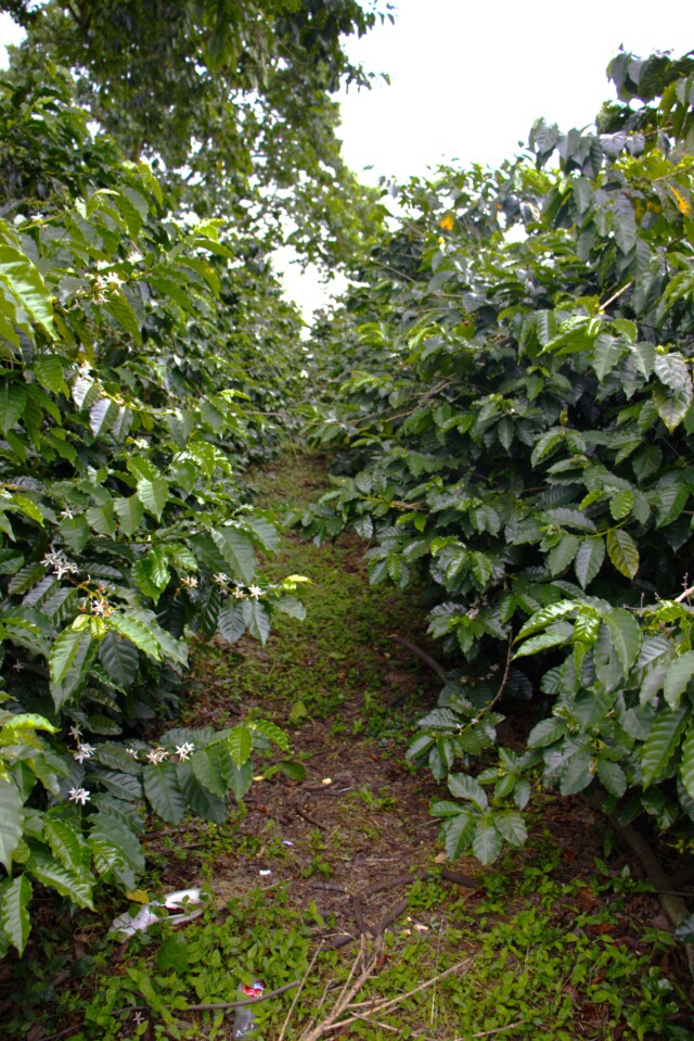 Colombia Casa Negra - El Magnífico