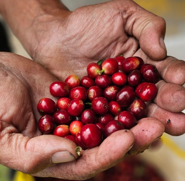 Costa Rica Brumas del Zurquí - El Magnífico