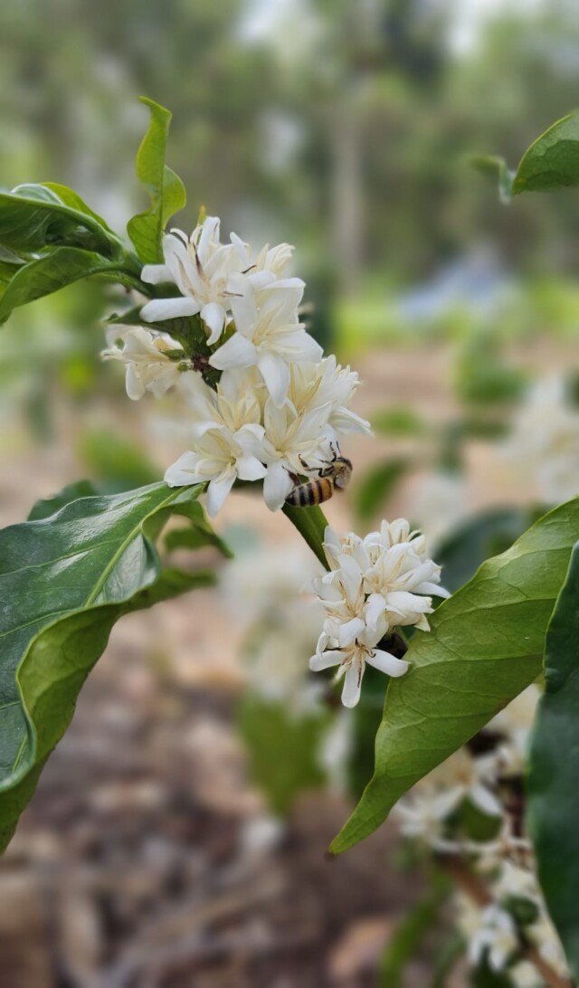 Costa Rica Brumas del Zurquí - El Magnífico