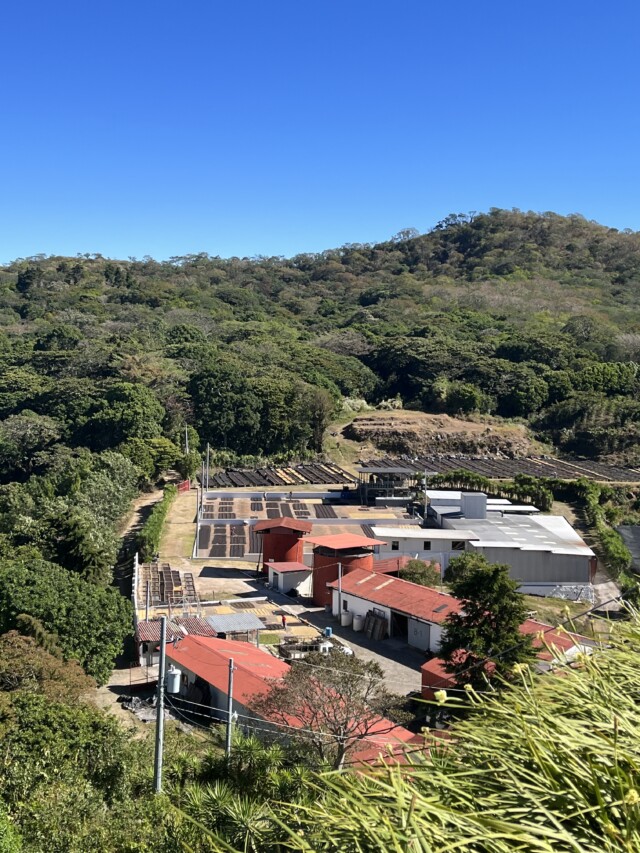 El Salvador Los Pirineos Bourbon Élite - El Magnífico