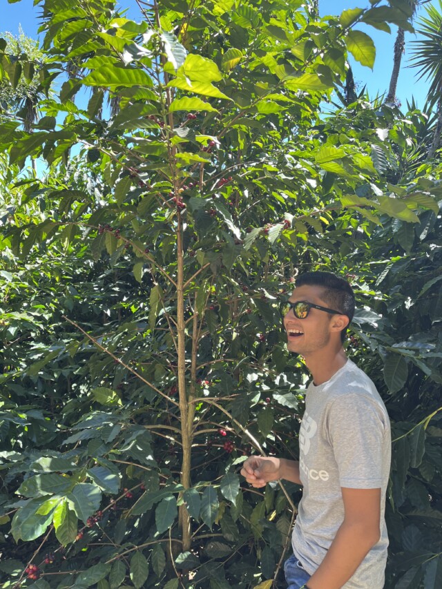 El Salvador Los Pirineos Bourbon Élite - El Magnífico