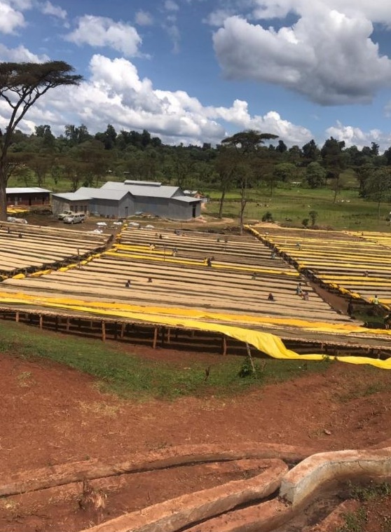 Etiopía Shale - El Magnífico