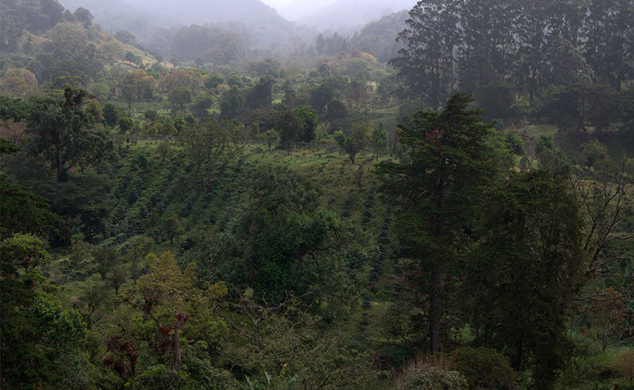 Influencia de la altitud en el sabor del café | Cafés El Magnífico