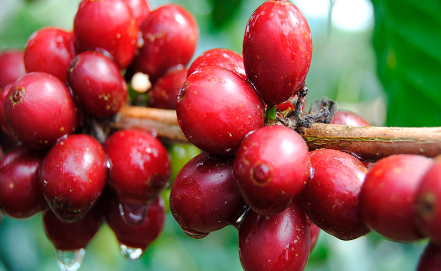 Influencia de la altitud en el sabor del café | Cafés El Magnífico