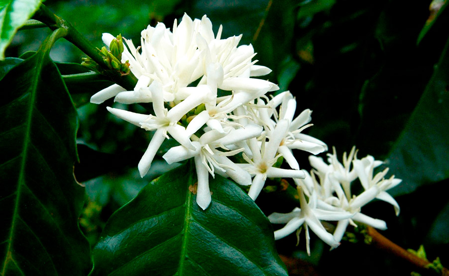 Influencia de la altitud en el sabor del café | Cafés El Magnífico