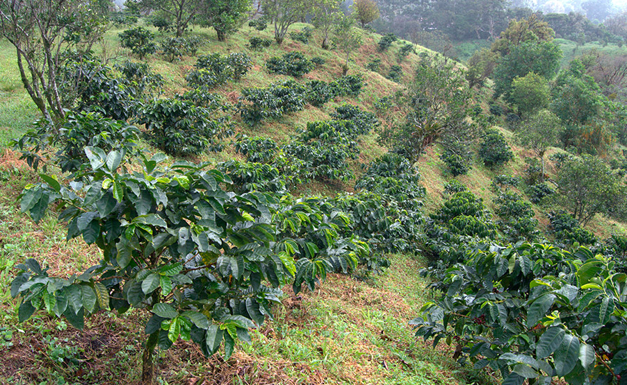 Influencia de la altitud en el sabor del café | Cafés El Magnífico