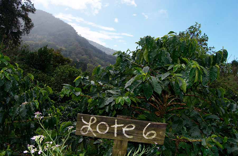 The influence of altitude on coffee flavour | Cafés El Magnífico