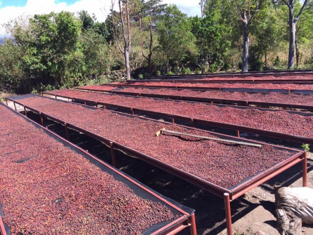 Panamá Carmen Estate - El Magnífico