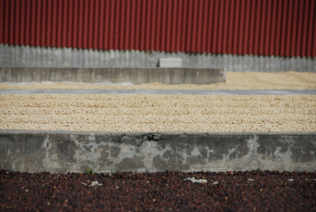 Panamá Carmen Estate - El Magnífico