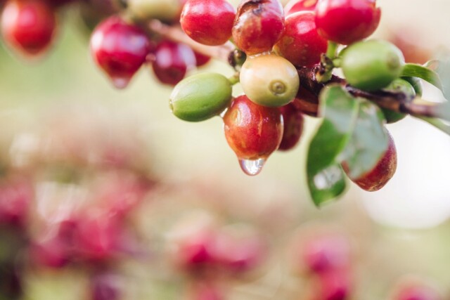 Honduras El Terrerito - El Magnífico