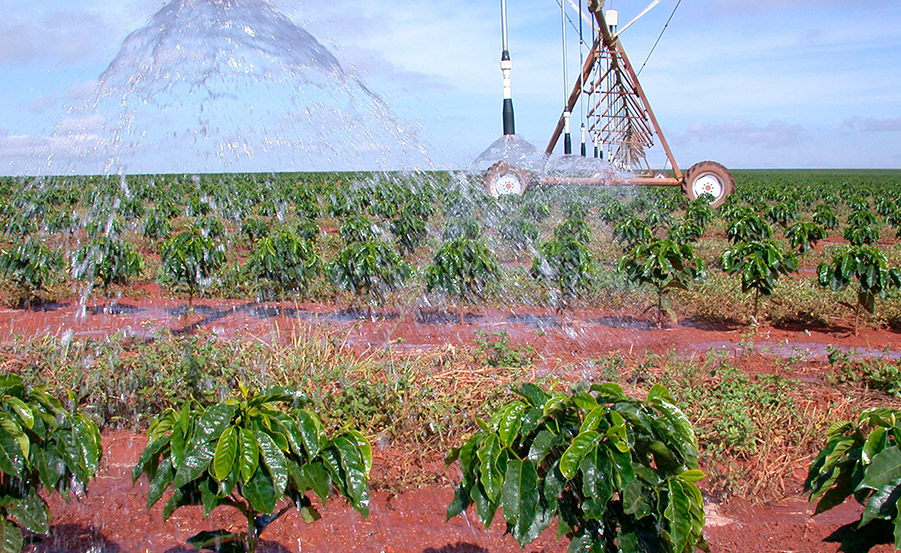 El cafetal y su entorno natural | Cafés El Magnífico