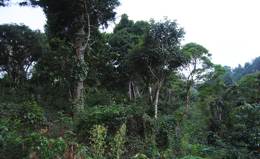 El cafetal y su entorno natural - Coffee plantation | Cafés El Magnífico