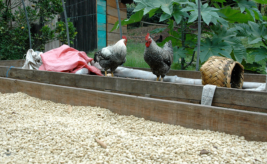 El cafetal y su entorno natural | Cafés El Magnífico