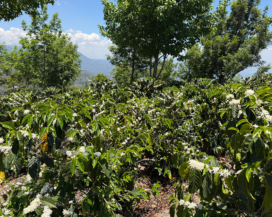 Plantació de Pacas