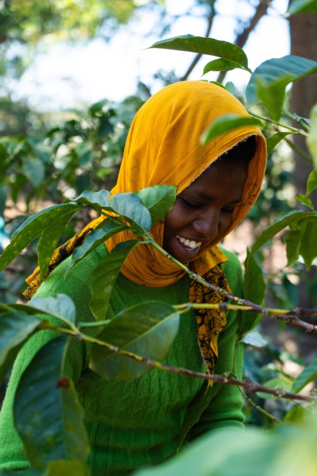 Tanzania Acacia Hills - El Magnífico