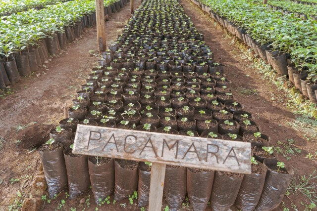 Tanzania Acacia Hills - El Magnífico