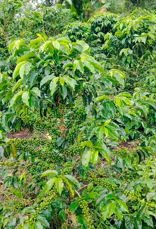 Café Chiroso | El Magnífico